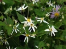 Aster divariqu�, Aster � rameaux �tal�s, Aster divaricatus