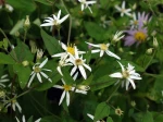 Aster divariqu�, Aster � rameaux �tal�s, Eurybia divaricatus, Aster divaricatus