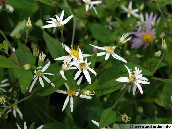 Aster divariqué, Aster à rameaux étalés, Eurybia divaricatus, Aster divaricatus