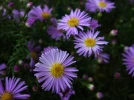 Aster buissonnant, Aster nain, Aster touffu, Symphyotricum dumosum