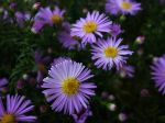 Aster buissonnant, Aster nain, aster touffu, Aster dumosus, Symphyotricum dumosum Aster buissonnant, Aster nain, aster touffu, Aster dumosus, Symphyotricum dumosum