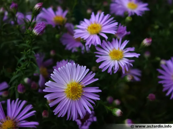 Aster buissonnant, Aster nain, aster touffu, Aster dumosus, Symphyotricum dumosum
