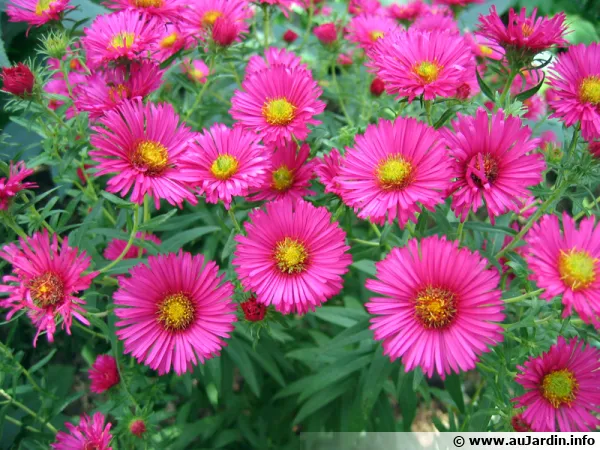 Aster