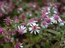 Aster  fleurs latrales, Aster calicot, Symphyotrichum lateriflorum