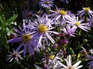 Aster des Pyr�n�es, Aster pyrenaeus 'Lutetia'