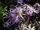 Aster des Pyrnes, Aster pyrenaeus 'Lutetia'