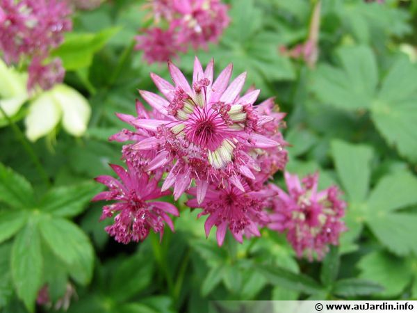 L'astrance Claret à la fleur délicate et gracieuse
