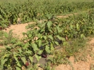 Un potager en climat mditerranen