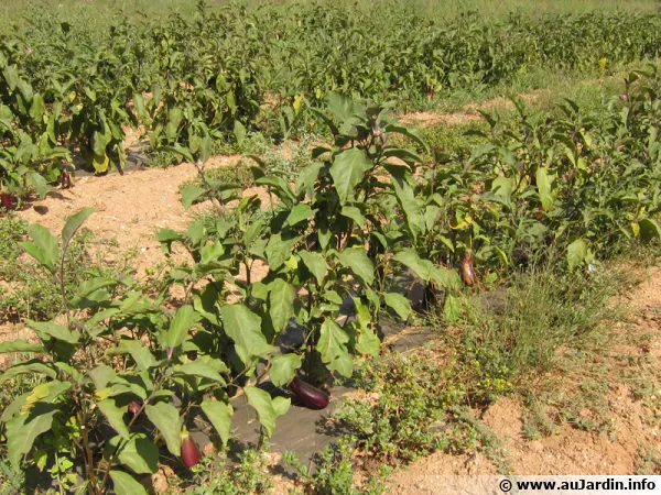Des rangs de plants d'aubergines dans le var sur l'le de Porquerolles