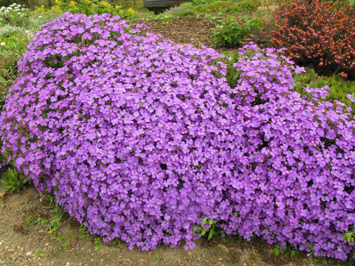 Les plantes vivaces