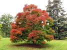 Pourquoi les feuilles tombent en automne ?