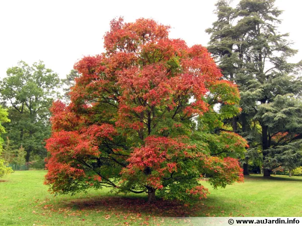 Pourquoi les feuilles tombent en automne ?