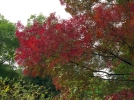 Le printemps se prpare en automne