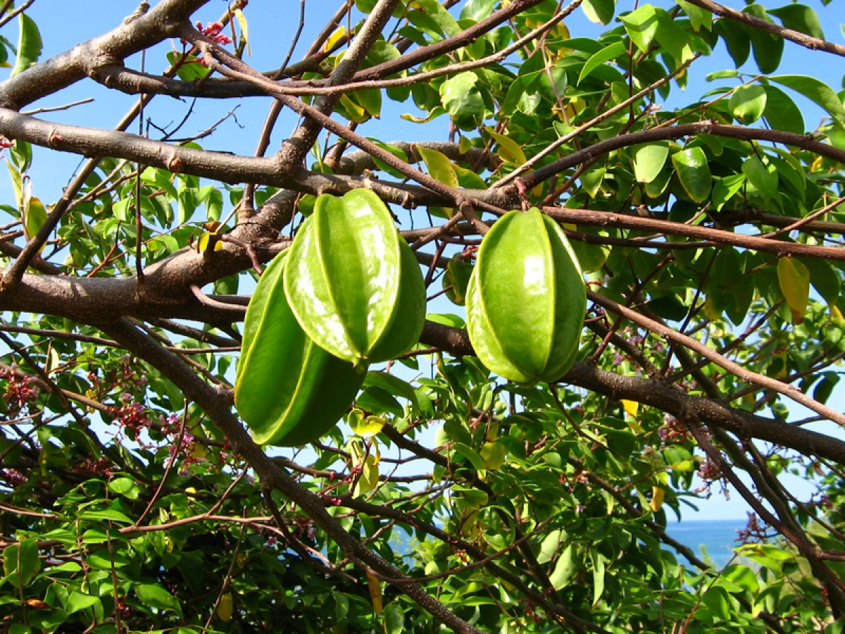 Graines De Carambole (Averrhoa Carambola) - Fruits Comestibles - Pour Culture Intérieur Et Extérieur - Chinamarket