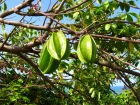 Carambolier, carambole, Averrhoa carambola