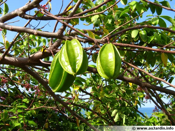 Caramboles