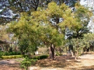 Margousier, Neem, Cdre indien, Lilas des indes, Azadira d'Inde, Azadirachta indica
