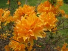 Azal�e, Azalea