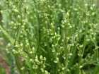 Carqueja, Baccaride faux-gent, Baccharis genistelloides