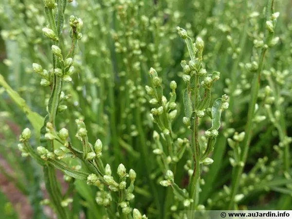 Carqueja, Baccaride faux-genêt, Baccharis genistelloides