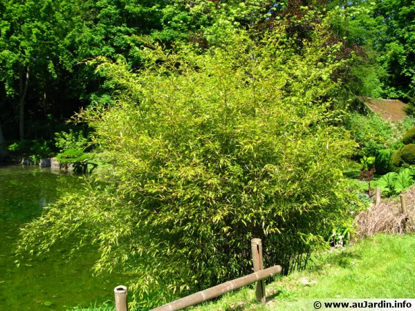 Des bambous au bord de l'eau