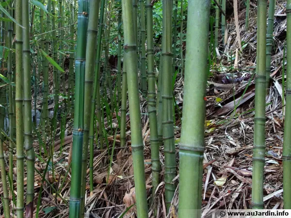 Les bambous sont des plantes à rhizomes, traçants pour certains