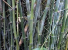 Bambou ventre de Bouddha, Bambusa ventricosa