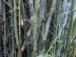 Bambusa ventricosa 'Mc Clure' Bambusa ventricosa 'Mc Clure'