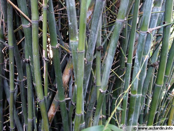 Bambou : planter, cultiver, multiplier