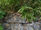 La barrire anti-rhizomes