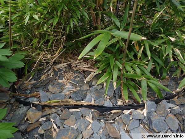 Barrière anti-rhizomes mise en place autour d'un bambou traçant