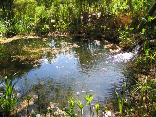 Entretenir un bassin ou une mare en fonction des saisons - Blog Promesse de  fleurs
