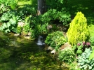 Plantes du bassin