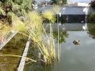 Hiverner les plantes de bassin