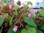 Bégonia vivace de Madame Evans, Bégonia rustique, Begonia grandis ssp. evansiana Bégonia vivace de Madame Evans, Bégonia rustique, Begonia grandis ssp. evansiana