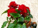 Bgonia tubreux, Begonia X tuberhybrida