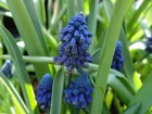 Bellevalia pycnantha