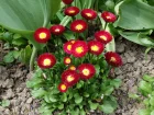 Pquerette, Fleur de Pques, Bellis perennis, Pquerette des prs