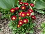 Pâquerette, Fleur de Pâques, Bellis perennis, Pâquerette des prés