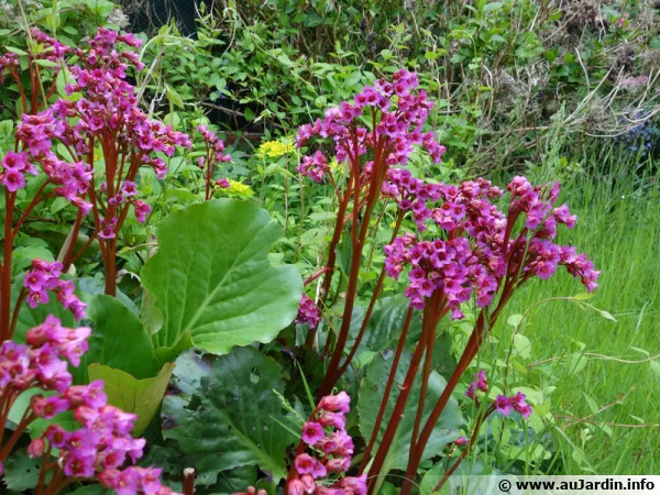 Bergenias en fleurs  la fin de l'hiver
