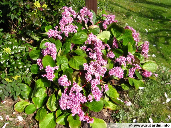 Plante des savetiers, Bergenia cordifolia