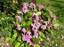 Plante des savetiers, Berg�nie � feuilles cord�es, Bergenia cordifolia