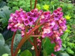 Fleurs de Bergénia, Plante des savetiers Fleurs de Bergénia, Plante des savetiers