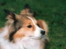 Le Berger des Shetland, agr�able et intelligent