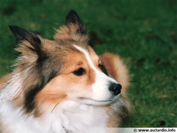 Le Berger des Shetland, un chien agréable et intelligent