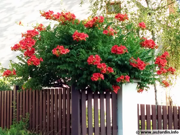 Une bignone conduite en arbre par une taille en tige