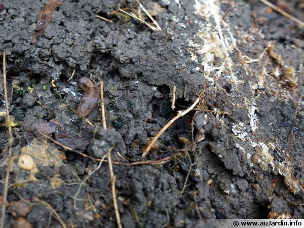La biologie du sol est composé de racines, de divers petits animaux, des champignons, etc qui contribuent tous à sa regénération