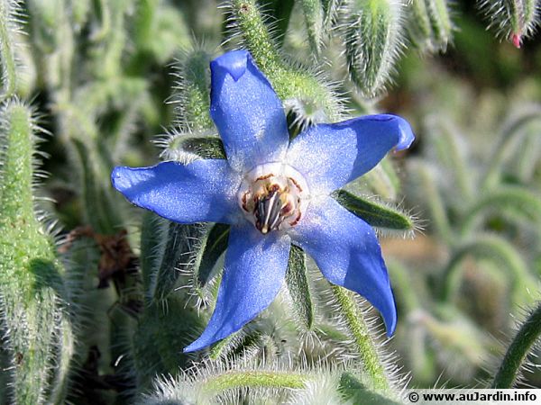 La jolie fleur bleue de la bourrache