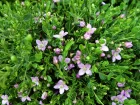 Boronie  feuilles crneles, Boronia anis, Boronia crenulata