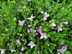 Boronie à feuilles crénelées, Boronia anis, Boronia crenulata Boronie à feuilles crénelées, Boronia anis, Boronia crenulata